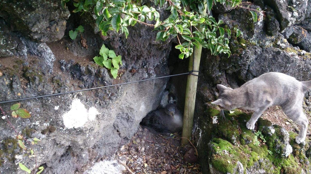 Casa Do Avô Faidoca Hébergement de vacances Calheta de Nesquim